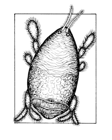 360x450 Laguna Beach Local News 7 Col Shore Scene Pacific Mole Crab Bampw