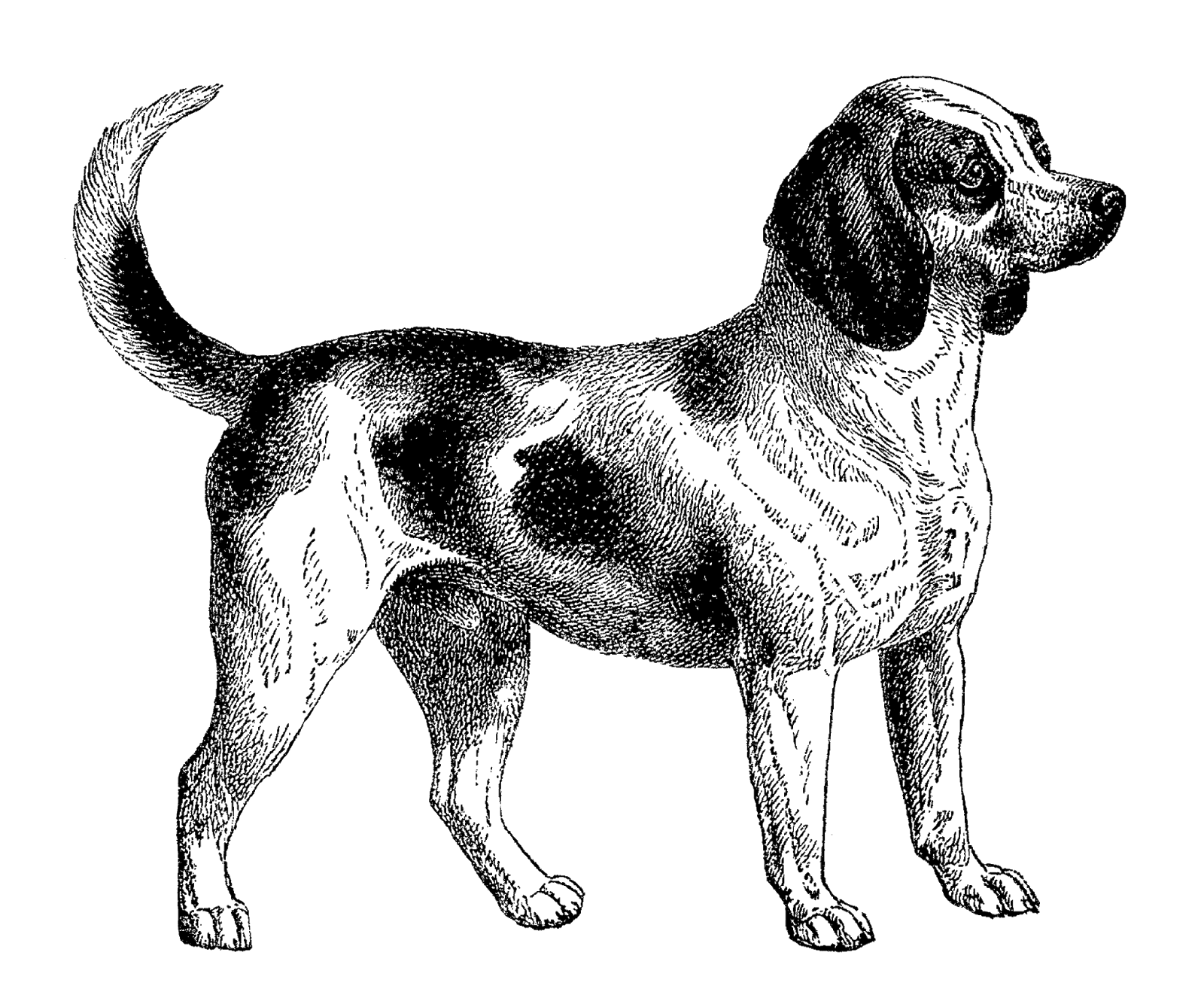 1600x1334 Antique Images Digital Download Of Beagle Dog Clip Art Vintage