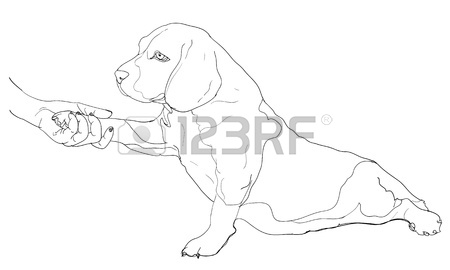 450x270 Fat Beagle Dog Stock Photos. Royalty Free Business Images