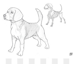 260x220 Free Download Beagle Puppy Dog Breed Drawing Sketch