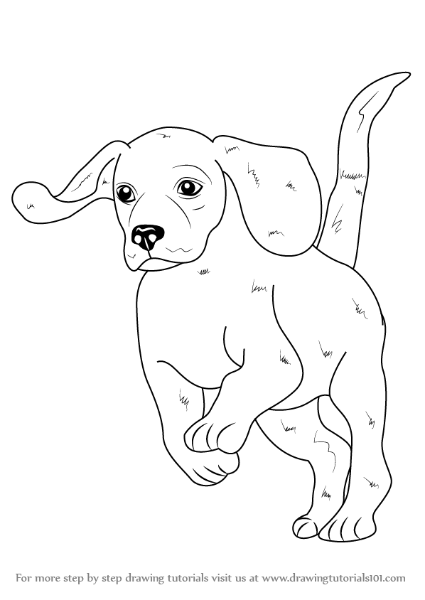598x844 Learn How To Draw A Beagle (Farm Animals) Step By Step Drawing