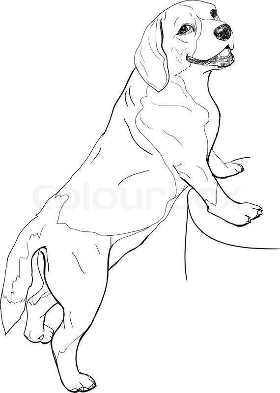 570x800 Standing Beagle Stock Vector Colourbox
