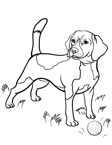 392x507 Printable Beagle Coloring Page. Free Pdf Download