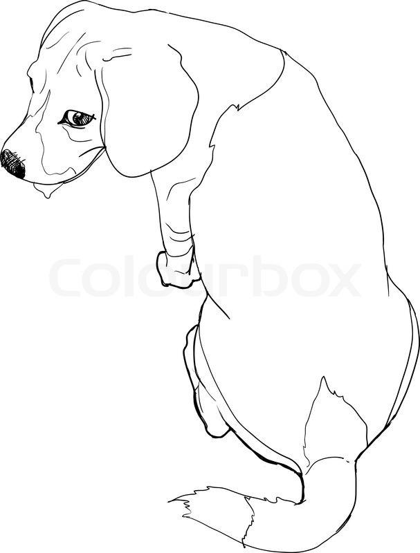 607x800 The Back Of Beagle Stock Vector Colourbox