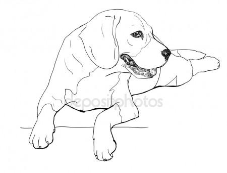 450x342 The Resting Time Of Beagle Stock Vector Hadkhanong1979