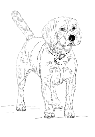 333x480 Beagle Coloring Page Free Printable Coloring Pages