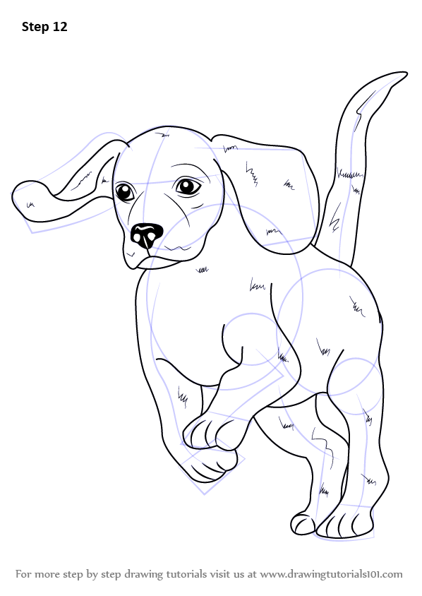 598x844 Learn How To Draw A Beagle (Farm Animals) Step By Step Drawing