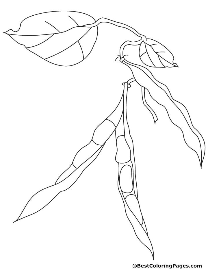 720x936 Bean Coloring Pages
