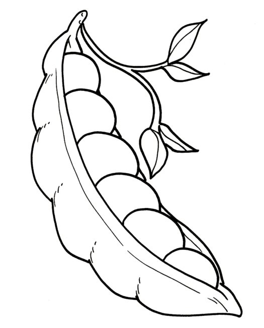 525x650 Broad Bean Coloring Pages 4 Nice Coloring Pages For Kids