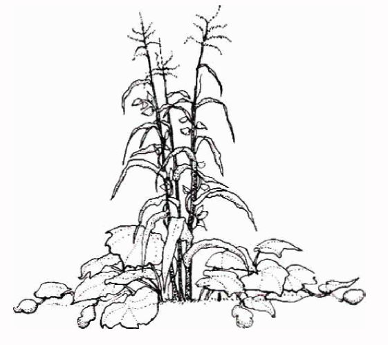 561x499 Lead Legionaries Modeling The 3 Sisters