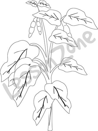 333x445 Lesson Zone Au