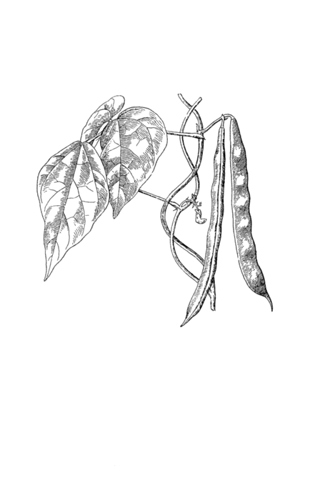 434x673 Nunas Popping Beans Lost Crops Of The Incas Little Known