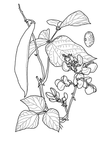 360x480 Runner Bean Coloring Page Free Printable Coloring Pages