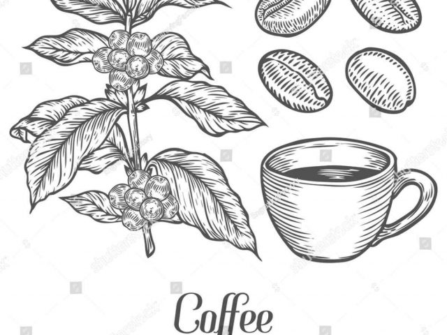 640x480 The Images Collection Of Clipart Seed Pencil And In Color Clipart