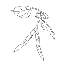 230x230 Top 10 Beans Coloring Pages For Your Little Ones