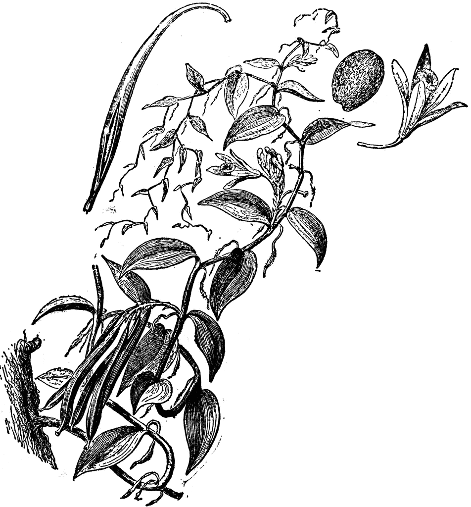 952x1024 Vanilla Plant Clipart Etc