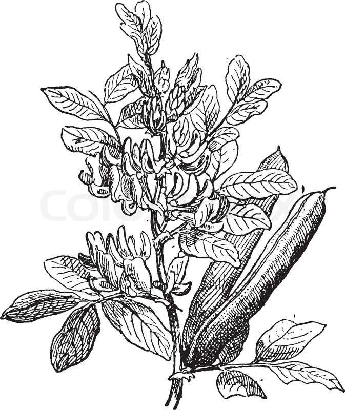 673x800 Vintage Fava Bean Illustration