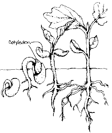 390x462 An Introduction To The Reference Crops