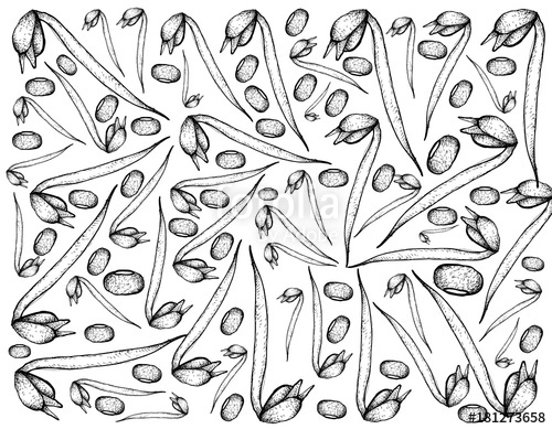 500x389 Hand Drawn Of Mung Beans And Bean Sprouts Background Stock Image