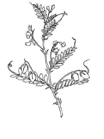 360x480 Lentils Bean Coloring Page Free Printable Coloring Pages