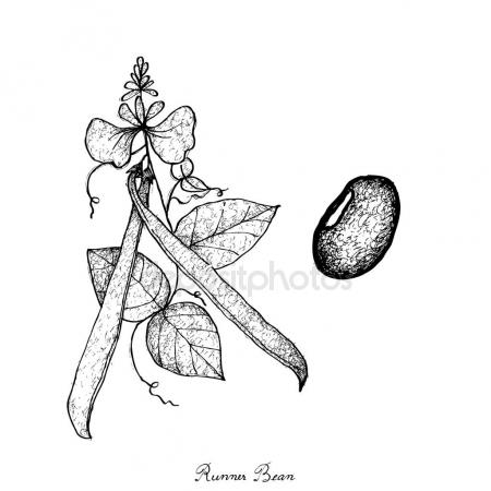 450x450 Runner Beans Stock Vectors, Royalty Free Runner Beans