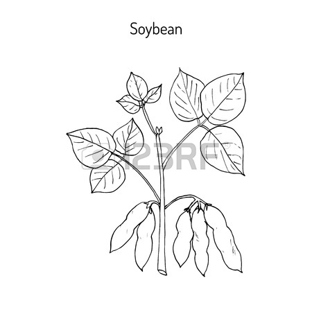 450x450 Soybean Glycine Max. Growth Stages Vector Illustration Royalty