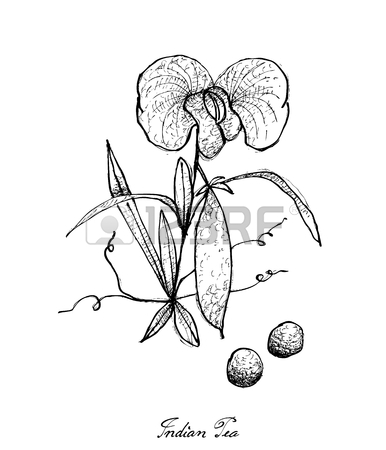 386x450 Vegetable, Illustration Of Hand Drawn Sketch Fresh Winged Bean