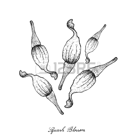 450x450 Vegetable, Illustration Of Hand Drawn Sketch Okra Or Lady Finger
