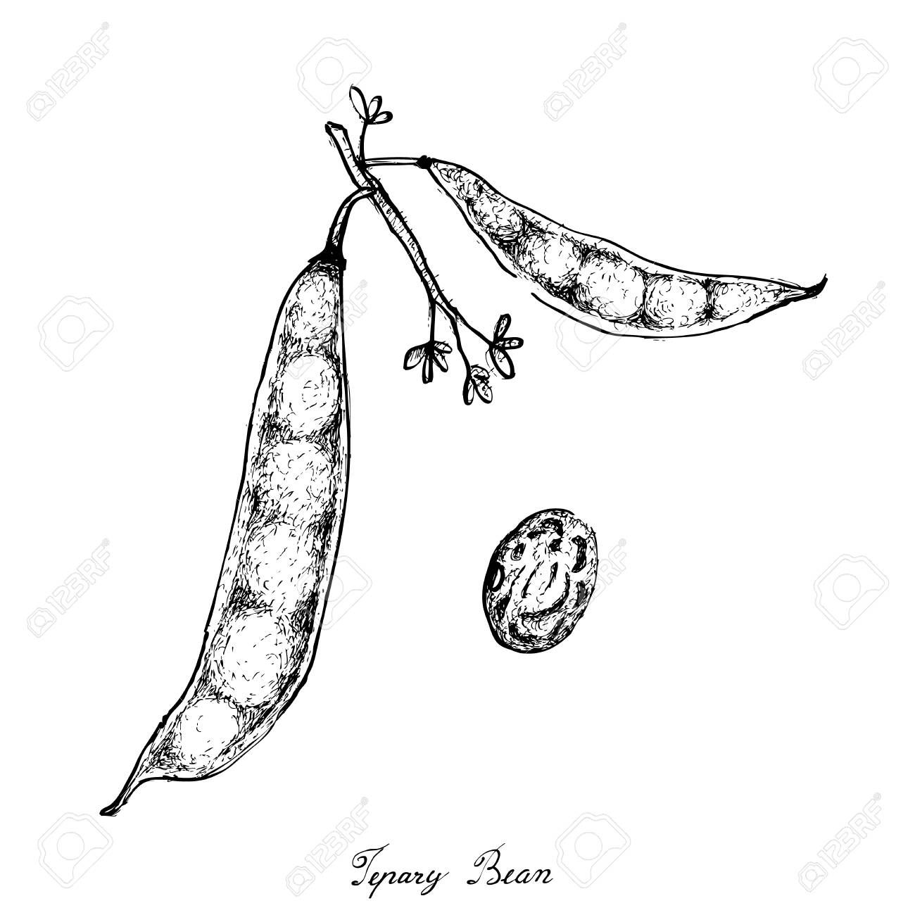1300x1300 Vegetable, Illustration Of Hand Drawn Sketch Tepary Bean