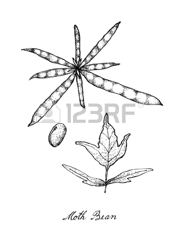 360x450 Vegetable, Illustration Of Hand Drawn Sketch Velvet Bean Or Mucuna