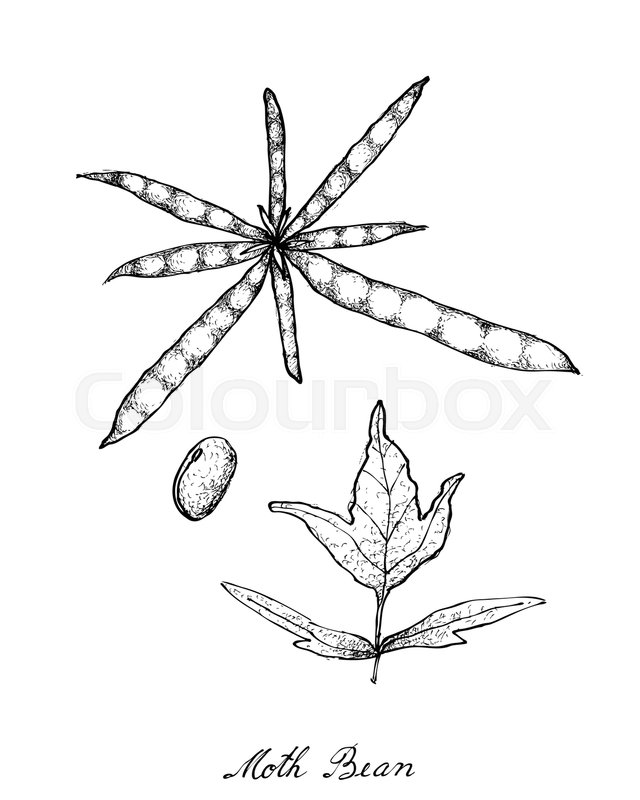 640x800 Vegetable And Herb, Illustration Of Hand Drawn Sketch Moth Bean