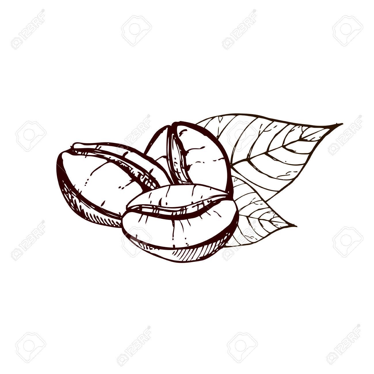 1300x1300 Hand Drawn Ink Coffee Beans, Sketch Of Coffee Beans. Vector Eps