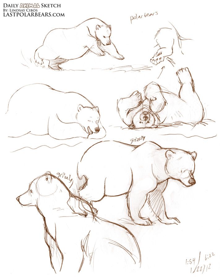 711x900 Sketching Bear Cubs More Quick Gesture Sketches From The Last