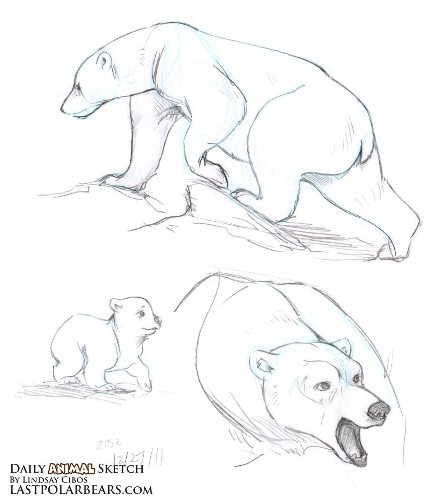 887x1000 Daily Animal Sketch Grizzly And Polar Bears Last Of The Polar