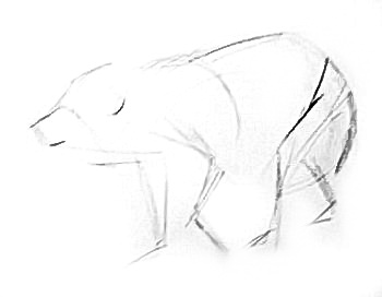 350x272 How To Draw A Baby Polar Bear Lesson