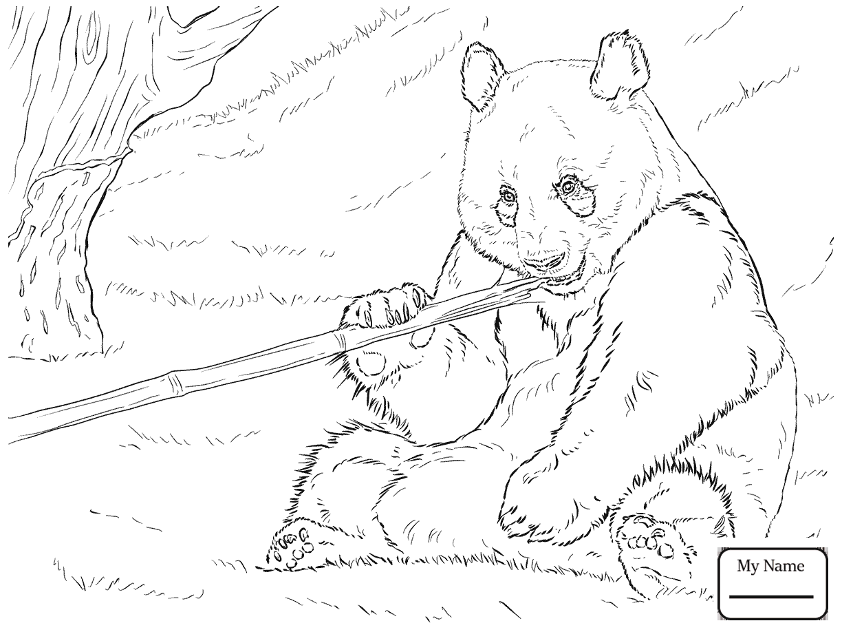 1224x918 Bears Cute Polar Bear Cub Mammals Coloring Pages For Kids