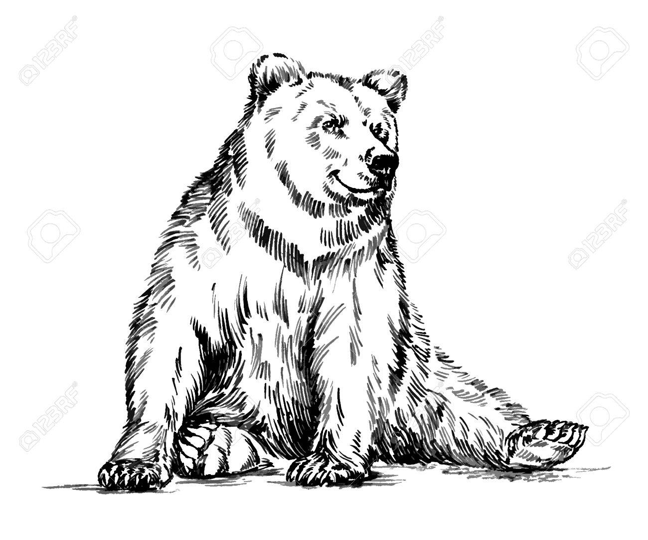 1300x1083 Black And White Engrave Ink Draw Isolated Vector Grizzly Bear
