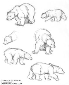 236x292 How To Draw A Bear Outline Drawings, Outlines And Bears