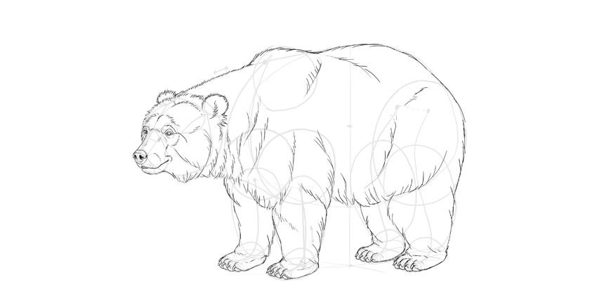 850x428 How To Draw A Bear