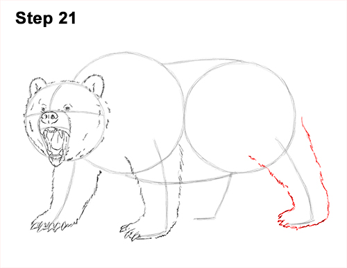 500x386 How To Draw A Grizzly Bear (Growling)