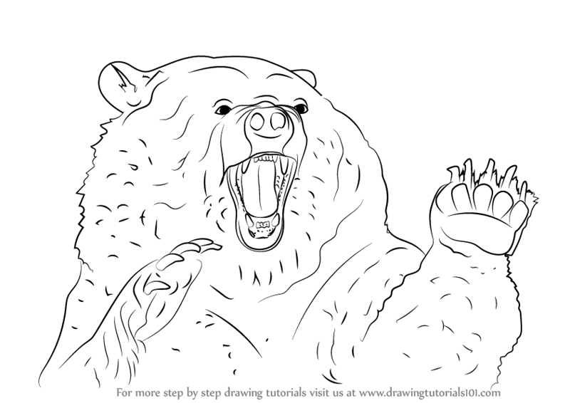 800x566 Learn How To Draw An Angry Grizzly Bear (Bears) Step By Step