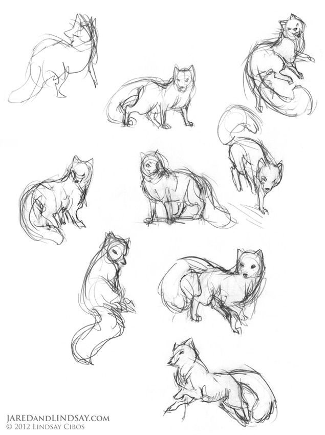 635x850 Fox Animal Poses The Last Of The Polar Bears