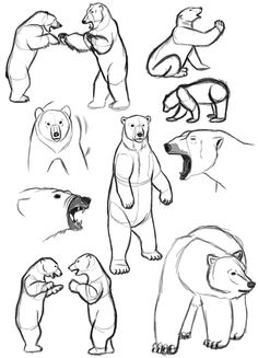 236x327 Easy To Draw Bear Standig How To Draw Bears Step 6 Bears