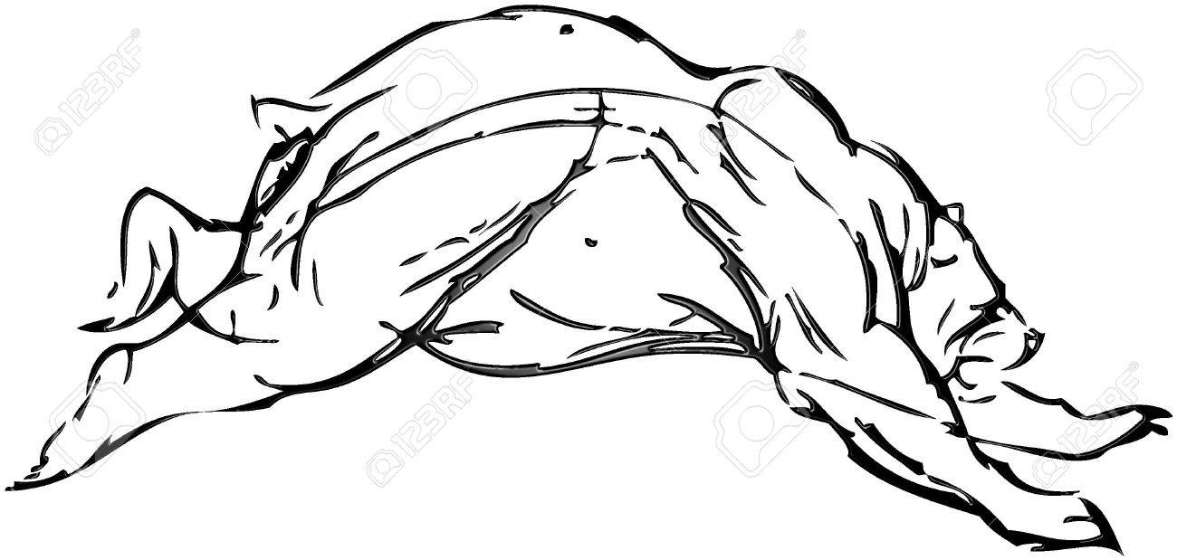 1300x619 Simple Drawing Of A Bear With Vector Effect Stock Photo, Picture
