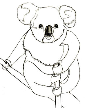300x373 How To Draw A Koala