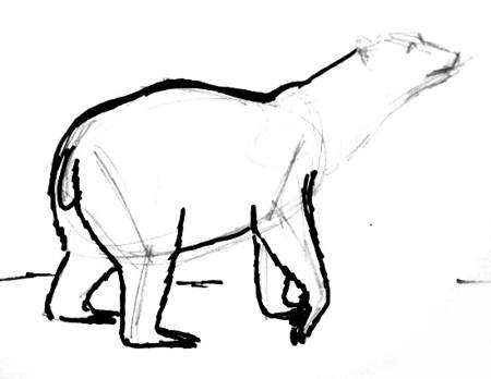 450x348 How To Draw A Polar Bear