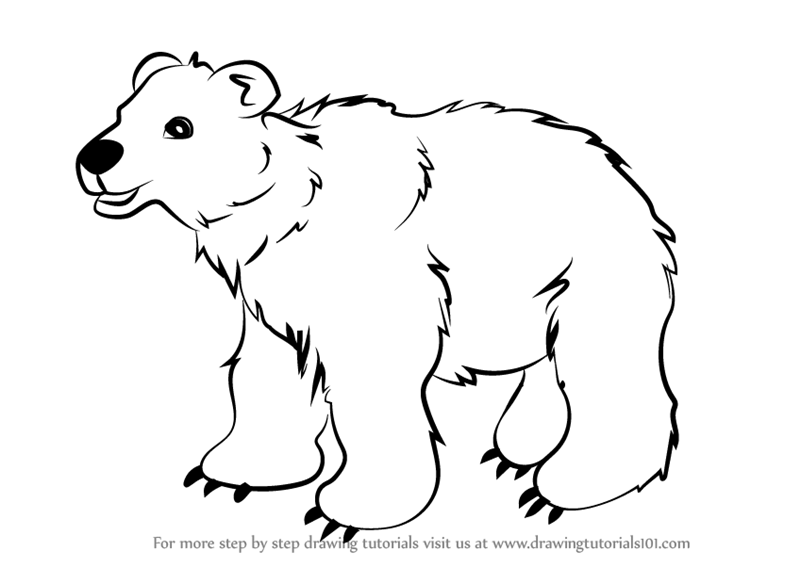 800x567 Learn How To Draw Brown Bear For Kids (Animals For Kids) Step By