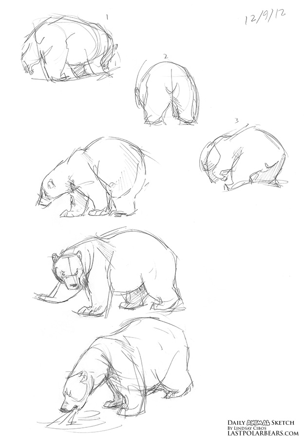 624x900 Daily Animal Sketch Polar Bear Gestures Last Of The Polar Bears