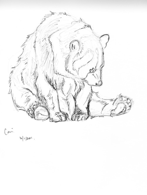 500x663 Bear Sketch Tumblr Images