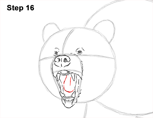 500x386 How To Draw A Grizzly Bear (Growling)